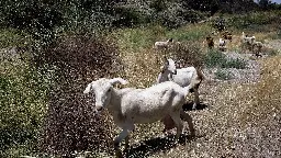 Feta in peril: Greece battles ‘goat plague’ threatening its white gold