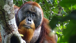 Orangutan observed treating wound using medicinal plant in world first | CNN