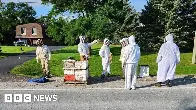 Beekeepers to the rescue after 5 million bees fall off truck in Canada