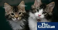 Charity steps in to rehome 300 cats from ‘overwhelmed’ man in Canada