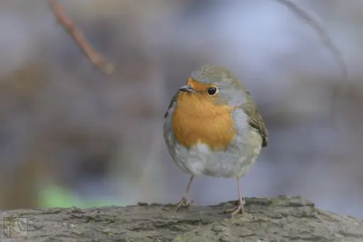 a small brown and orange/red woodland bird