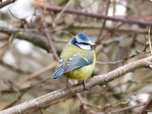 A Blue Tit, a small blue, yellow and white bird, perched on a tree branch