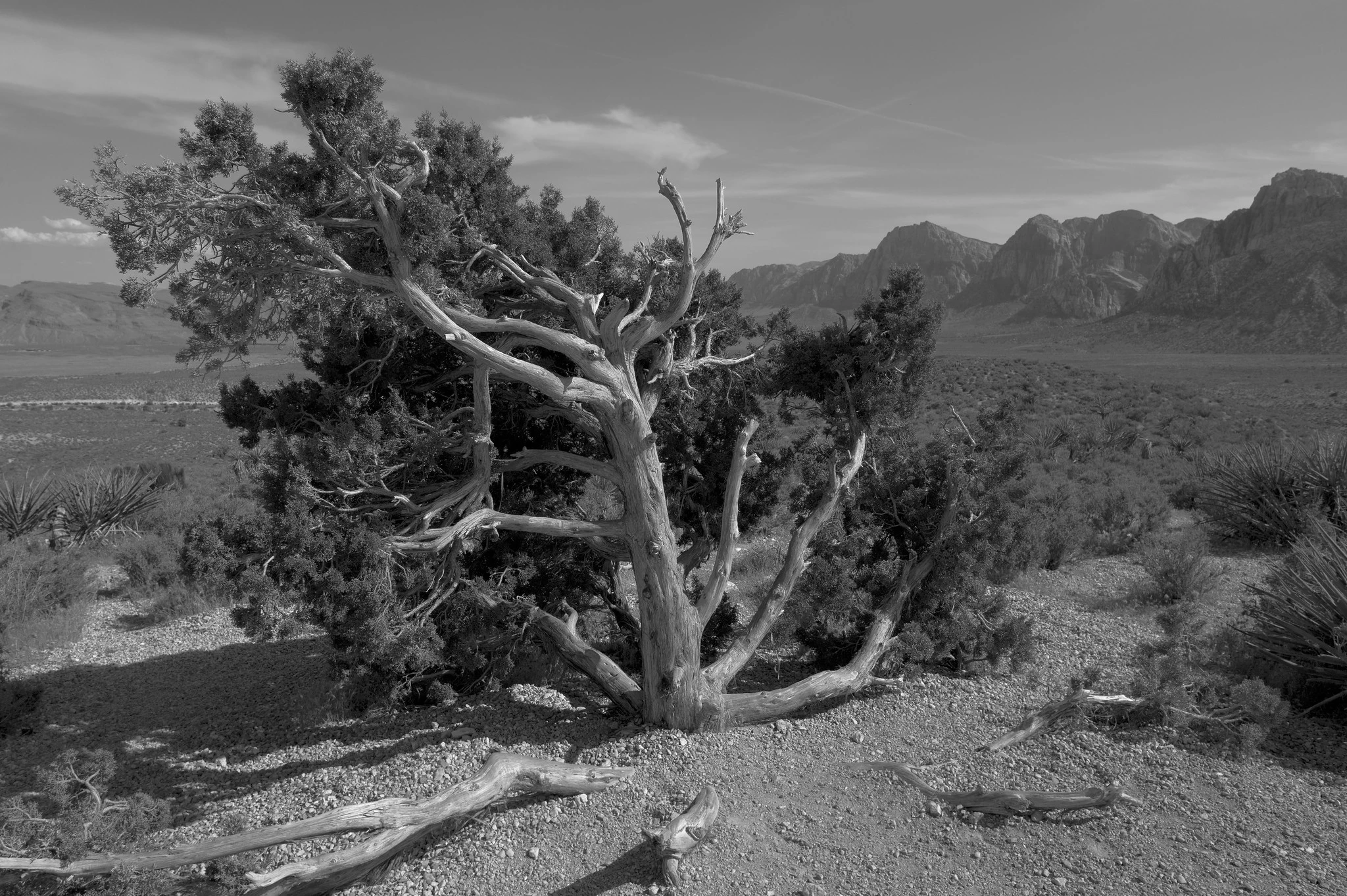 A small windswept tree on an overlook above a canyon, with mountains in background.