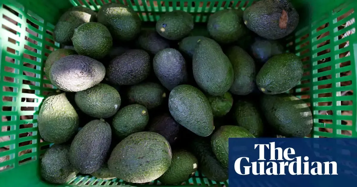 Inside Mexico’s anti-avocado militias