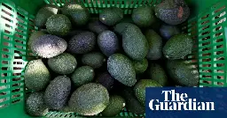 Inside Mexico’s anti-avocado militias