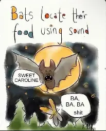 Bat facts