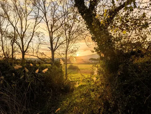 A serene countryside scene at sunset, with the warm golden light filtering through the trees and casting long shadows across the grassy field, creating a magical and tranquil atmosphere.