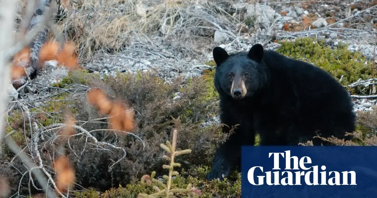 Bear shreds seats then dozes off after breaking into Canadian woman’s car