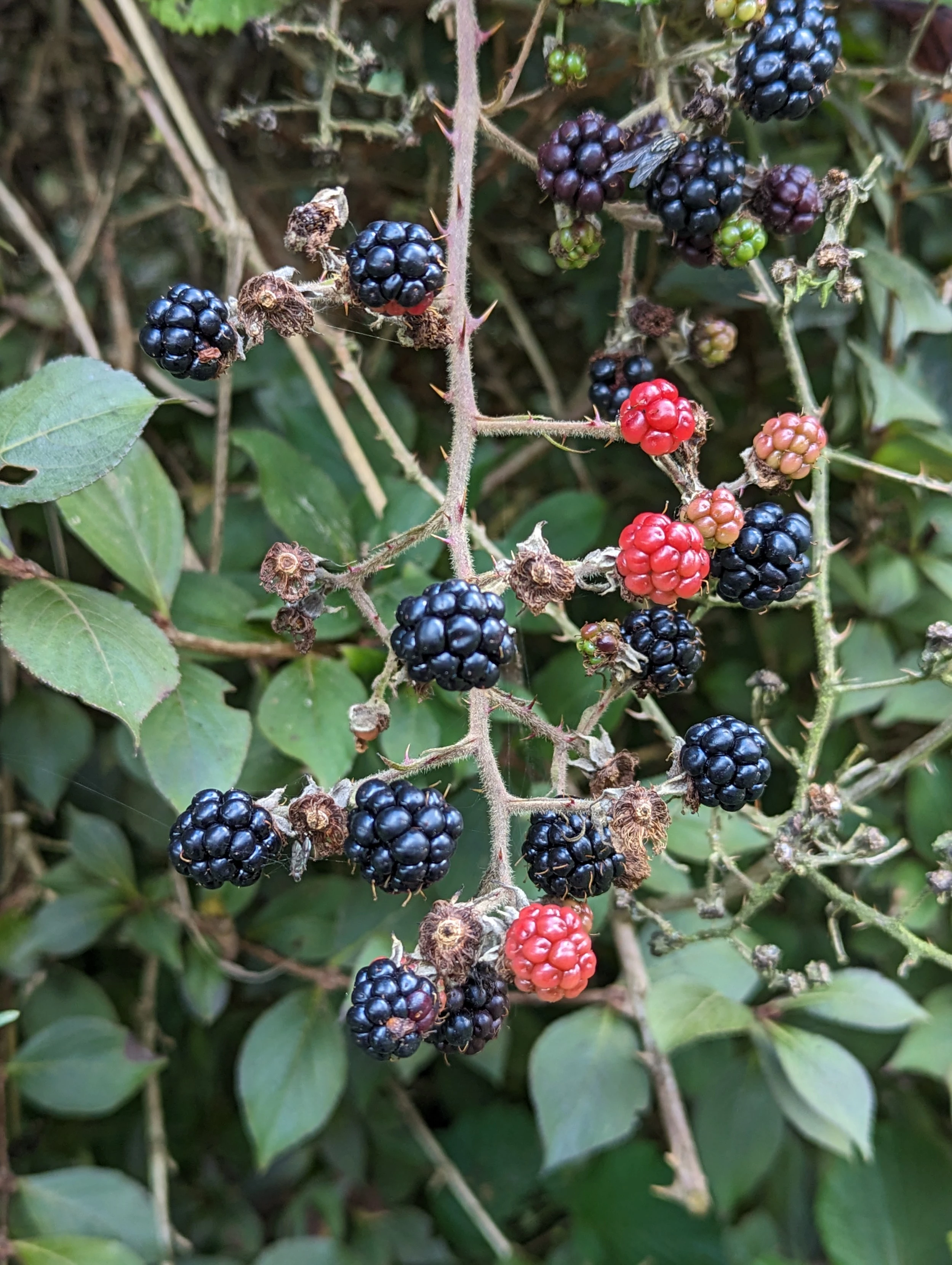 Wild blackberries, in jewel like pink and black tones, grow from thorny, green-leafed branches.