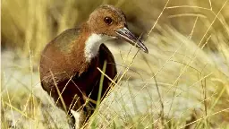 The bird that came back from the dead by evolving twice