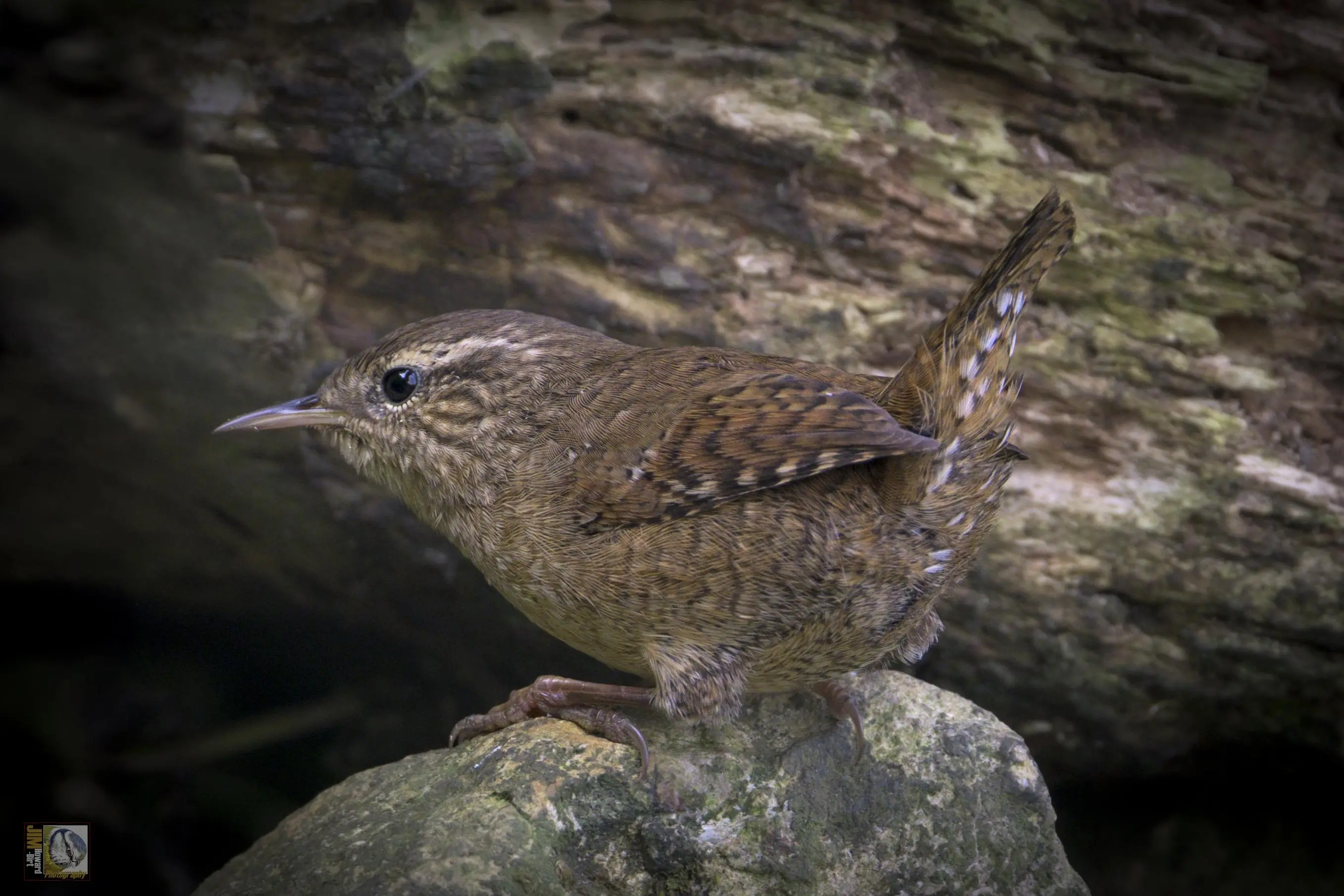 a Eurasian Wren stood on a large stone