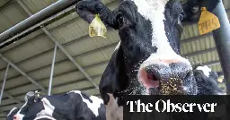 Bird flu strain found in US cows flown to UK lab for testing