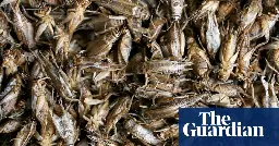 Yes, it is cricket: Italy gives go-ahead to insect flour for human use