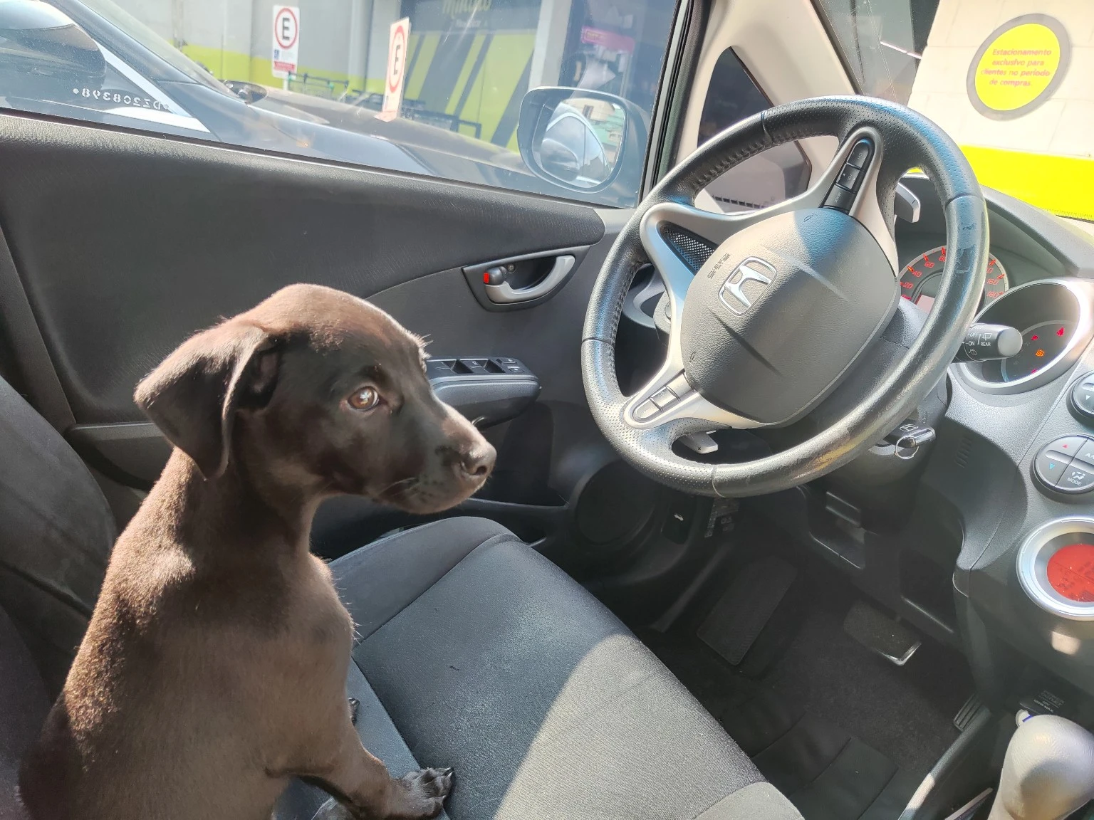 a black puppy at the driver seat