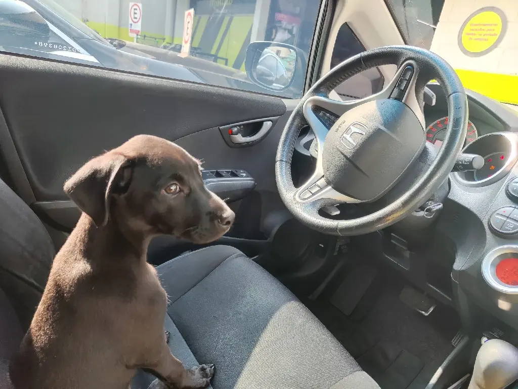 a black puppy at the driver seat