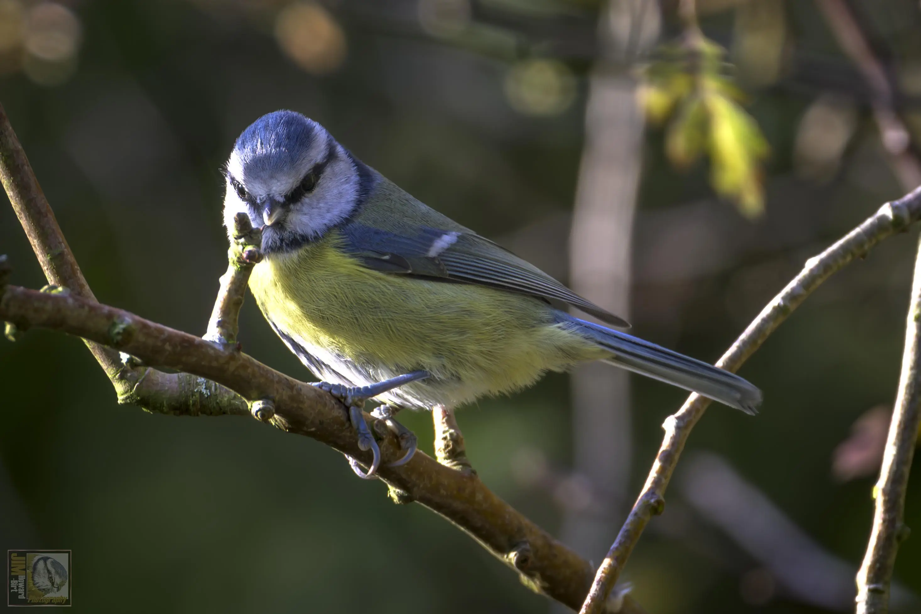 a small but colourful woodland bird