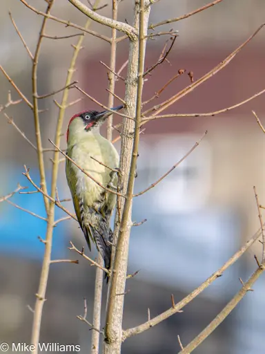 Green Woodpecker in a tree