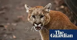 Mountain lion kills California man in state’s first fatal attack in 20 years