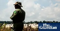 Brazil launches biggest ever operation against illegal cattle farms in Amazon