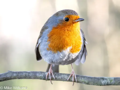 A European Robin perched on a tree branch