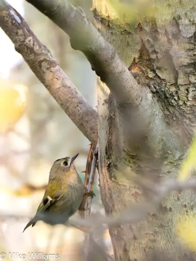 A Goldcrest, a small bird, in a tree, looking upwards.