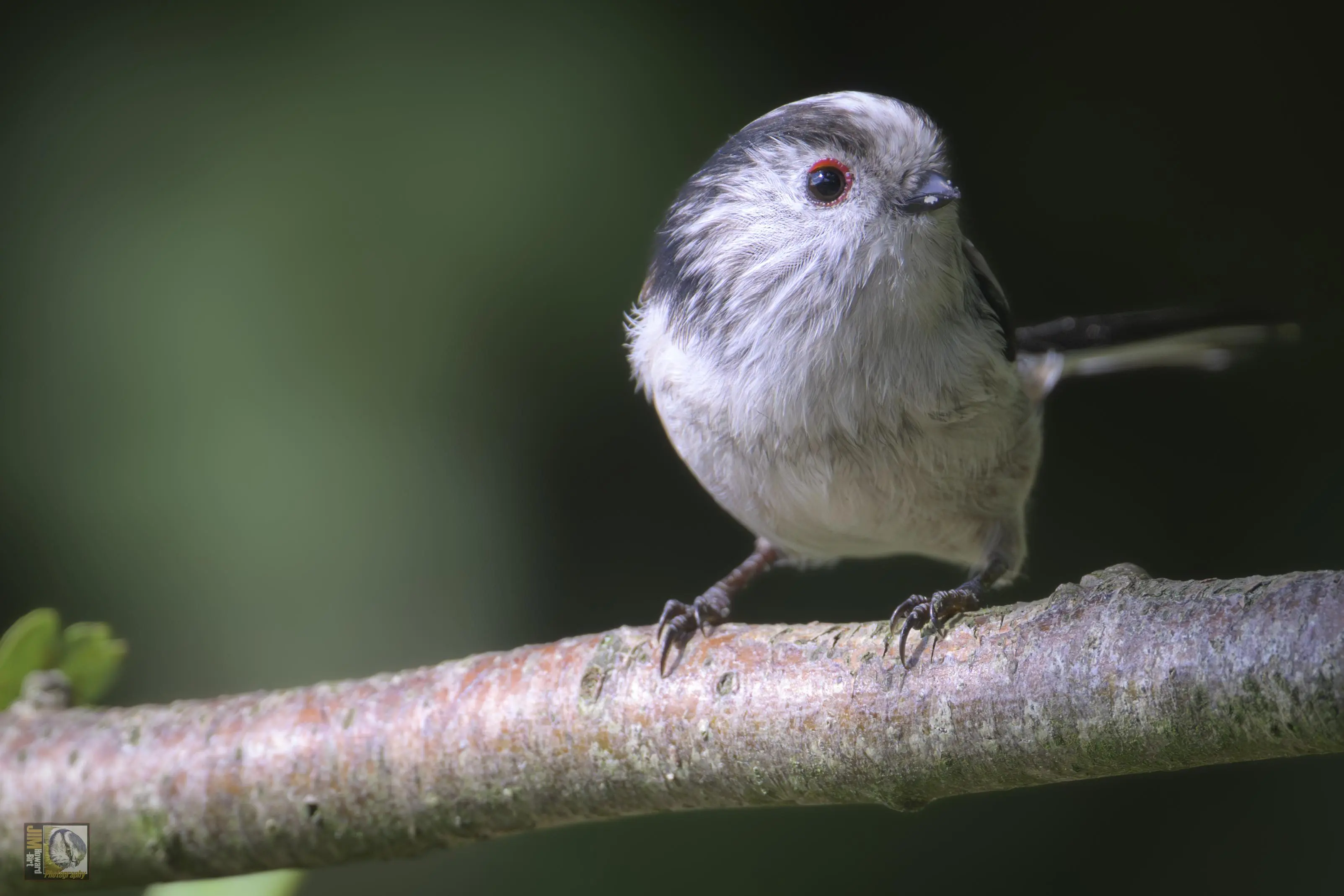 a small white and grey/blue bird