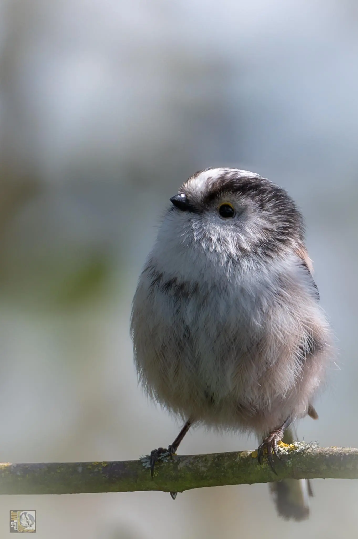 [Ref RSPB] The Long-tailed Tit is easily recognisable with its distinctive blush, black and white colouring. It also has a tail which is bigger than its body, and a bouncing flight. Sociable and noisy residents, Long-tailed Tits are most usually noticed in small, excitable flocks of about 20 birds. Like most tits, they rove the woods and hedgerows, but are also seen on heaths and commons with suitable bushes.