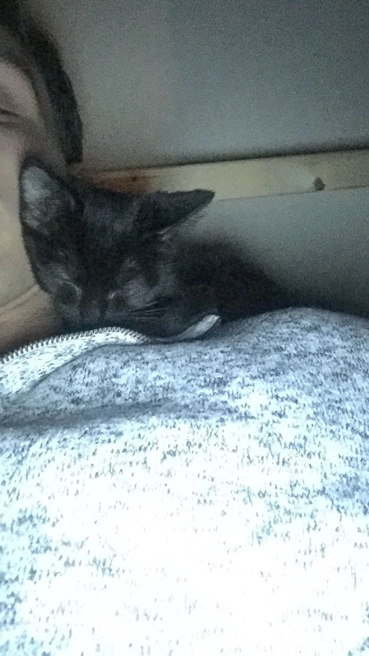 Here she is as a tiny sleepy kitty