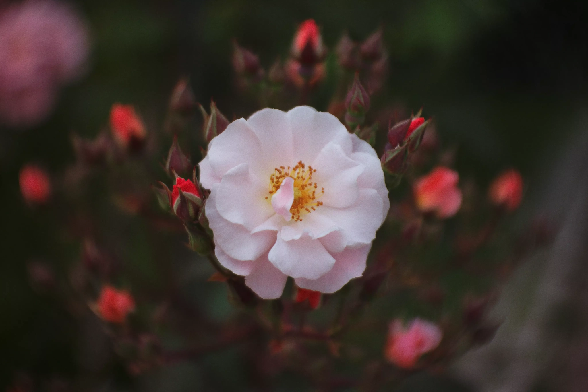 Fleurs avec du flou tournant