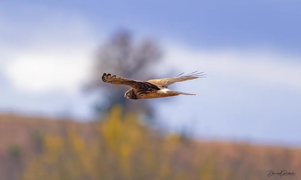 long-winged bird with brown upperside, white streaky underside, white rump and yellow eyes. In flight over a grassland with a lone tree