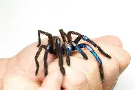 Jewel of the forest: New electric blue tarantula species discovered in Thailand