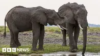 Botswana offers to send 20,000 elephants to Germany