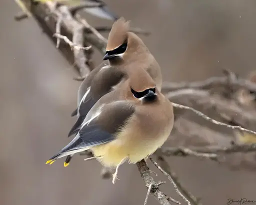 two fluffy and crested birds with cinnamon-colored head and chest, black mask, pale yellow belly, and bright yellow tips on their tails, sitting on a bare twig