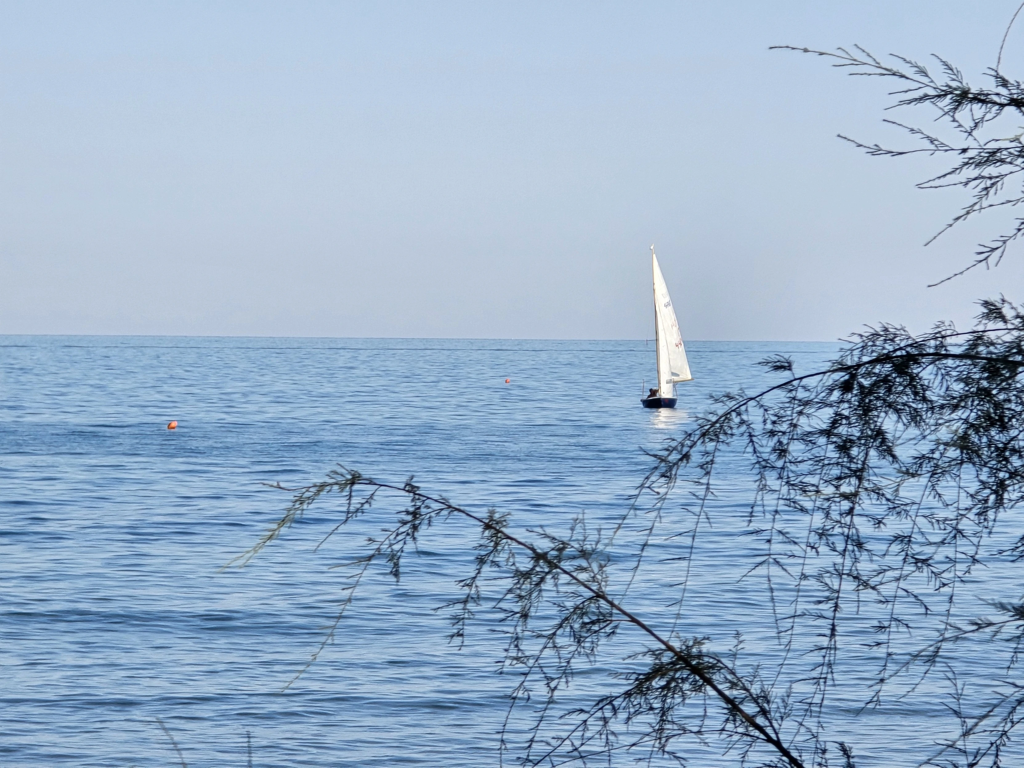 A peaceful scene of a sailboat on a calm sea, with a clear blue sky above. The perspective is framed with branches of a tree in the foreground, giving it a tranquil and natural feel. The gentle waves, the small buoys in the water, and the sailboat's white sail create a serene and balanced composition.