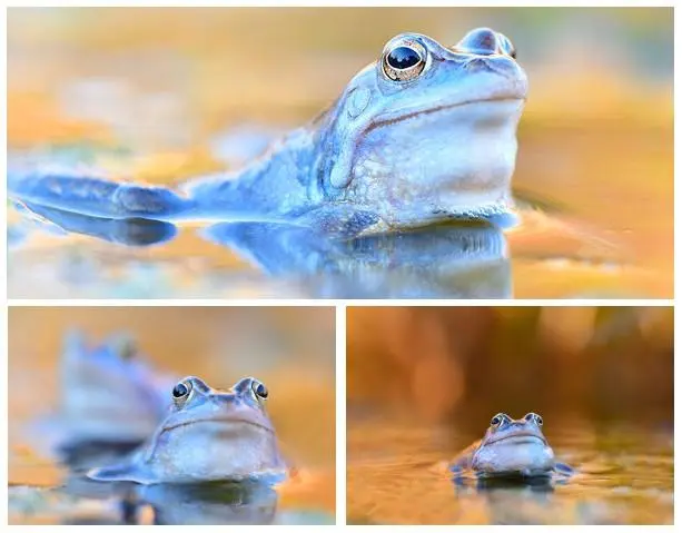 3-panel meme with sad-looking frog-like thing, waiting for something to happen