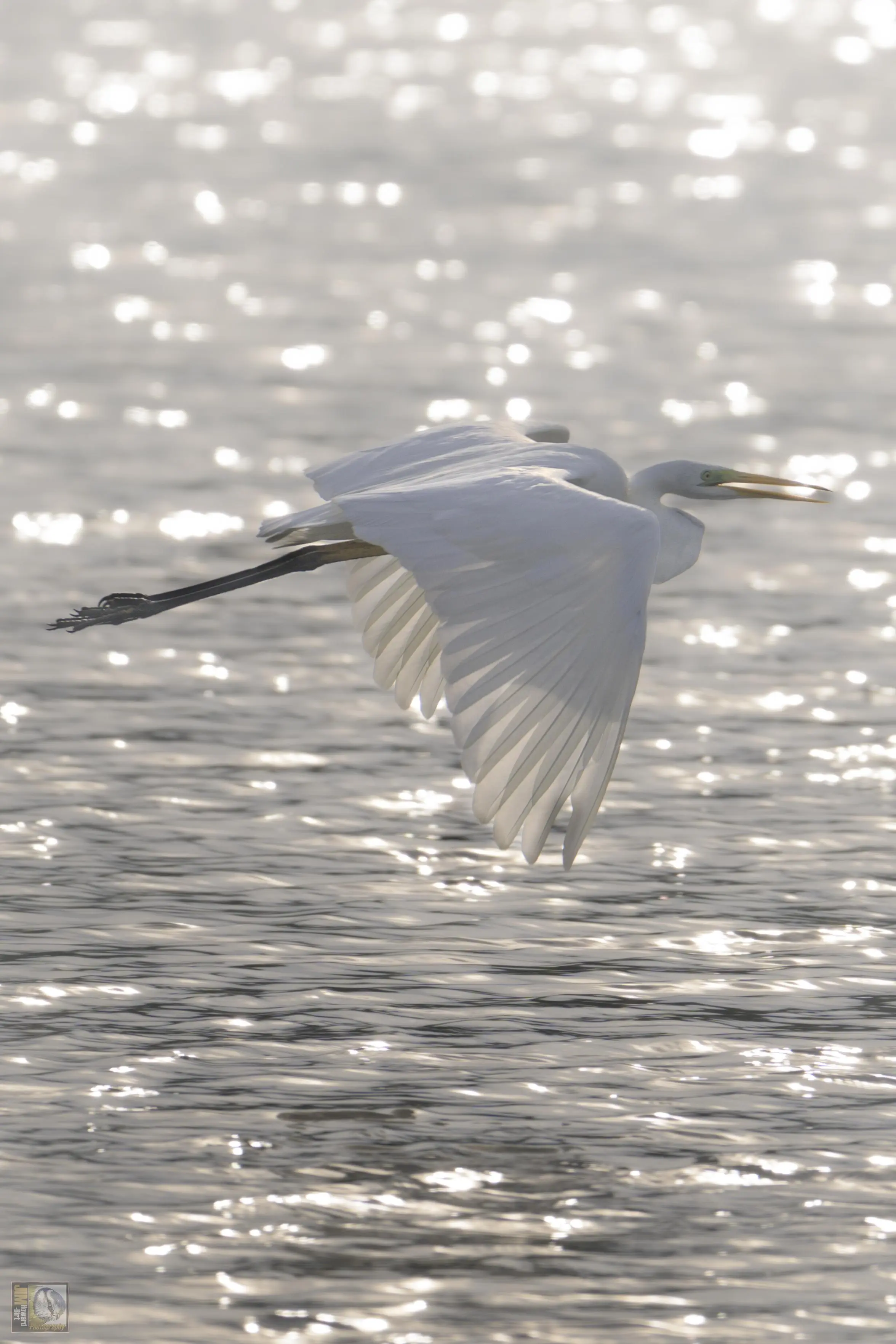 a White Heron in flight just above the surface of a lake