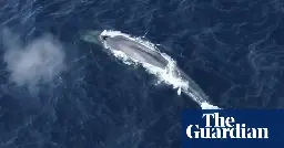 ‘I’m a blue whale, I’m here’: researchers listen with delight to songs that hint at Antarctic resurgence