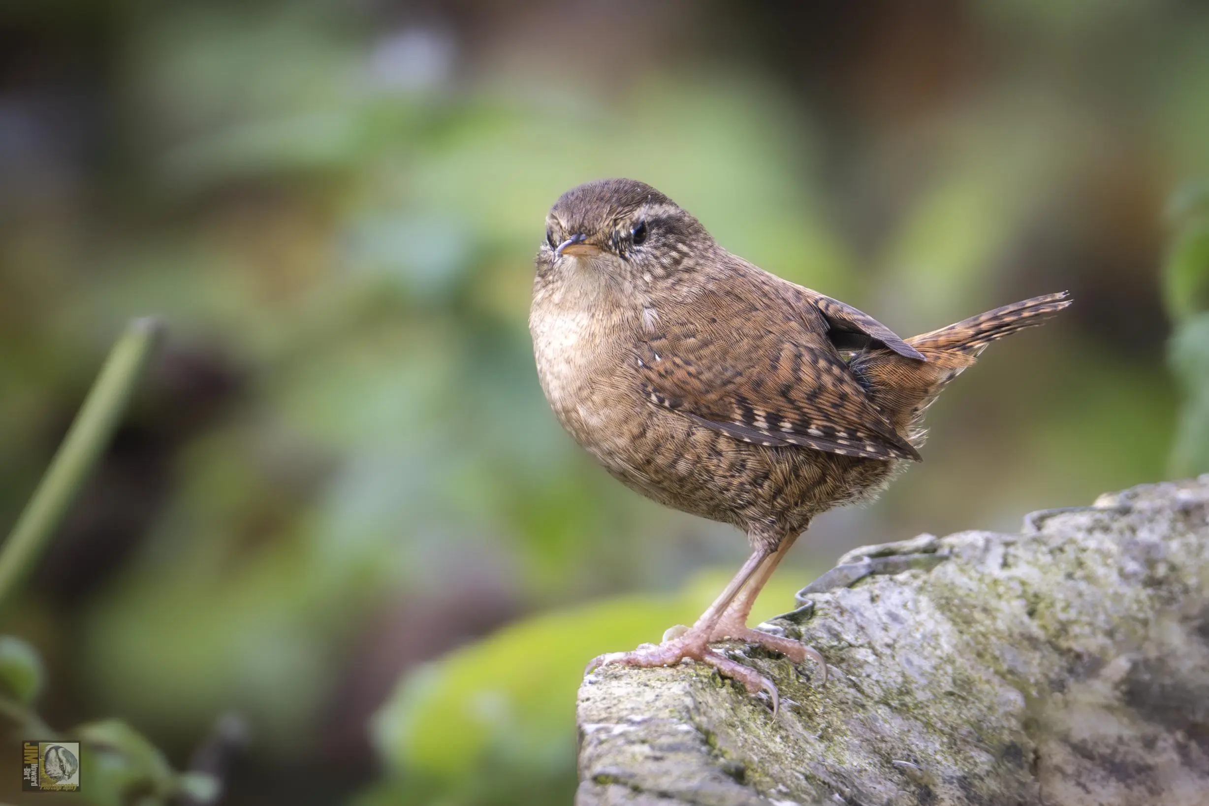 Eurasian Wren perched on an old stone watering table