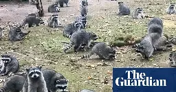 More than 100 raccoons besiege house of woman who had been feeding them