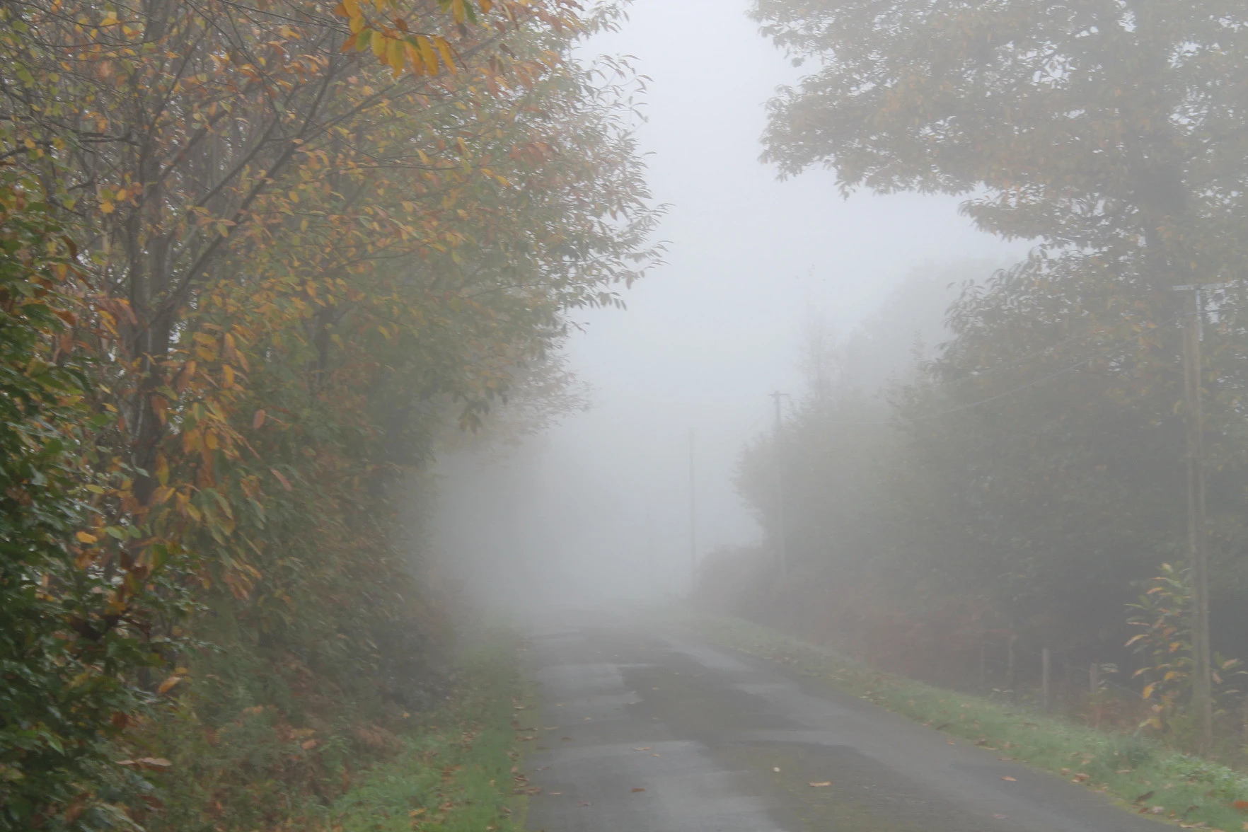 Fog shrouds a road, trees in yellow and red autumn foliage bending across it to frame the dense white shroud that cuts visibility to perhaps a hundred metres, perhaps less.