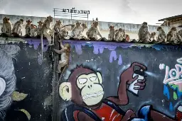 Mob of Hundreds Of Monkeys Riot In Thai Town