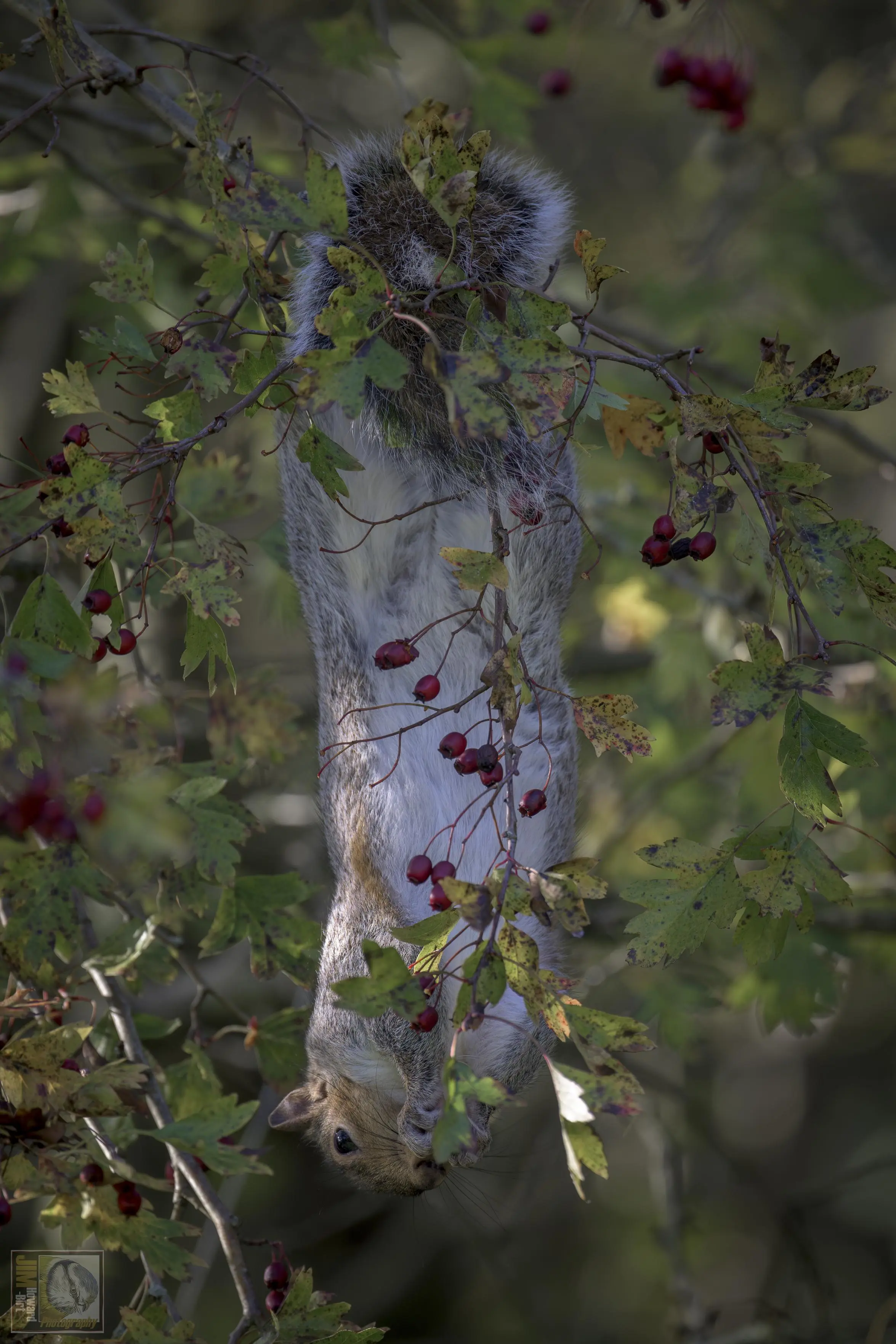 a squirrel stretching full length to eat berries