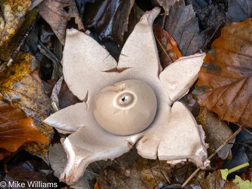 A Collared Earthstar. A mushroom, consisting of a spherical sac with a hole at the top, surrounded by a fleshy star-shaped outer shell. On a woodland floor, amongst dead leaves.