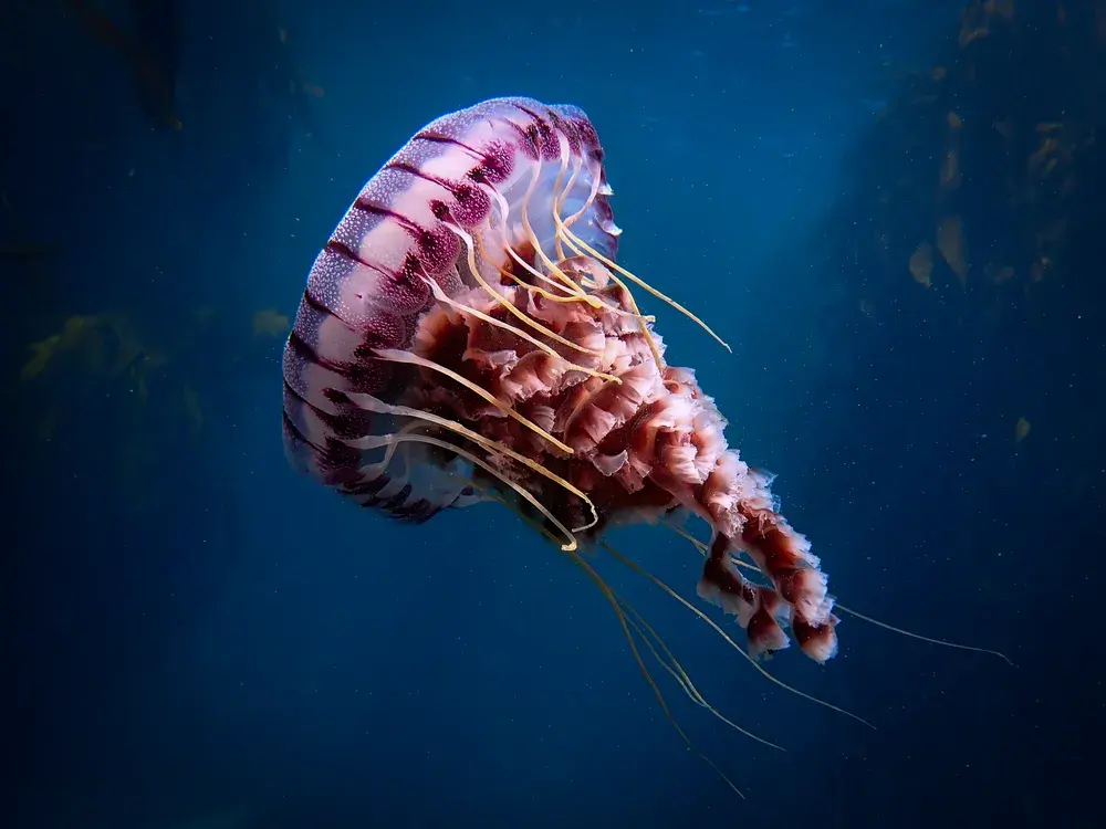 Image of a pink/purple jellyfish in dark waters, drifting up towards the upper left corner of the frame. Credit: Gunnar Oberhösel, South Africa, 2021 