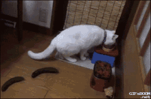 GIF of a white cat turning around and getting startled by a cucumber, causing it to jump