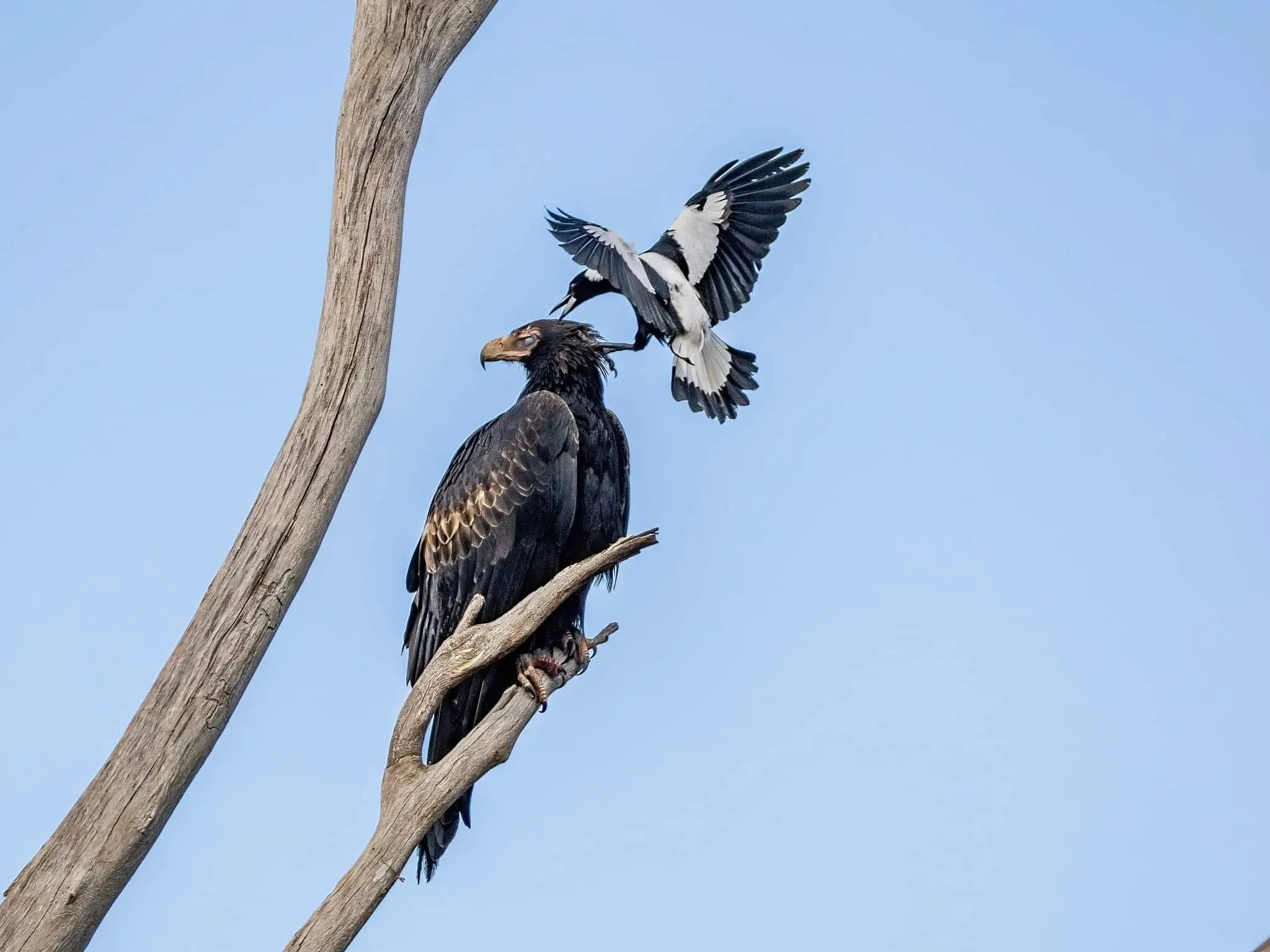 An Australian magpie swoops down on a wedge-tailed eagle perched on a bald tree branch