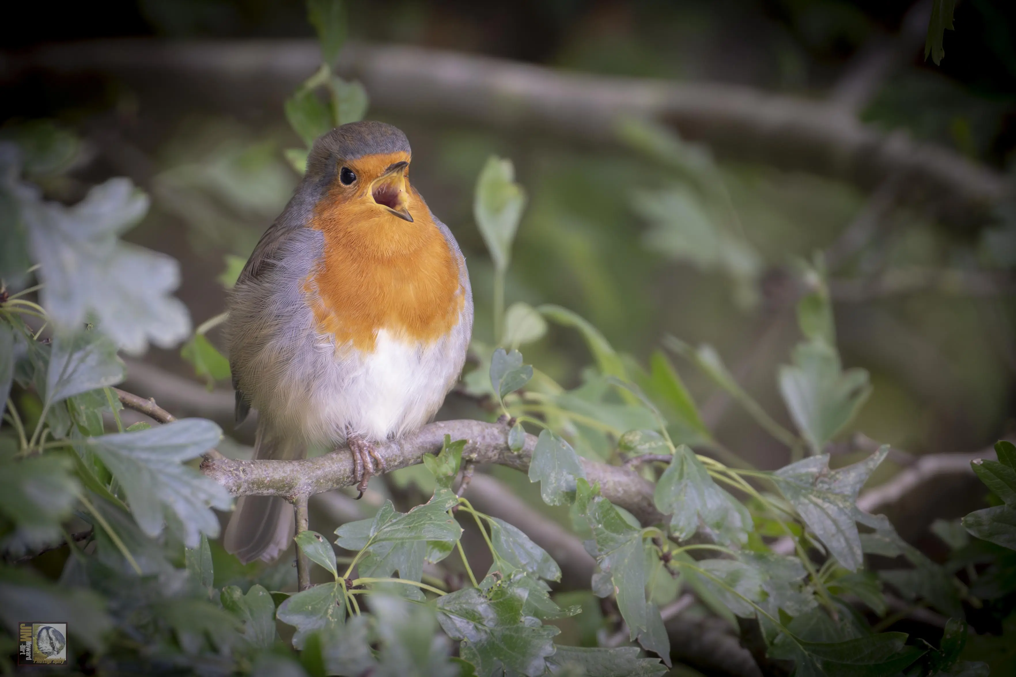 A singing Eurasian Robin