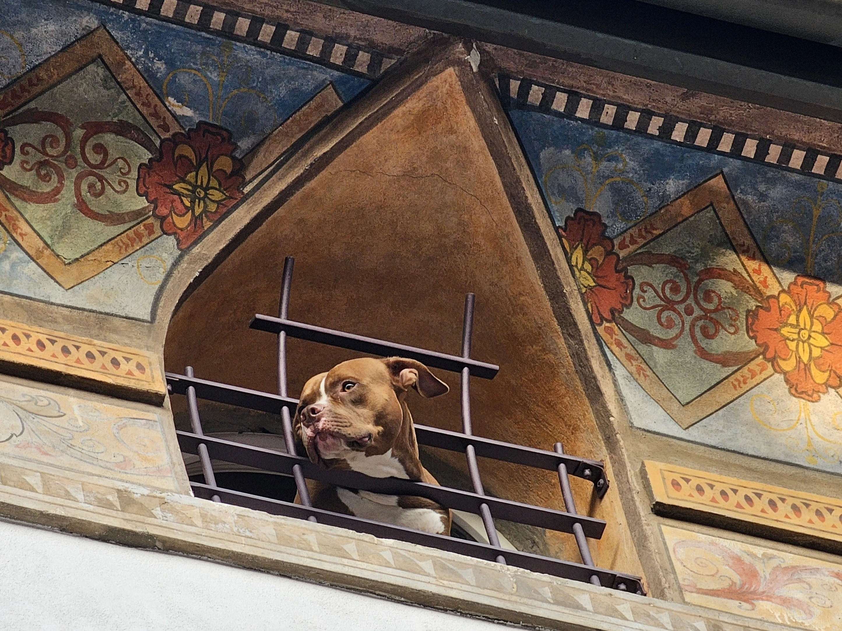 A brown and white dog peers out from behind iron bars of a triangular window. The window is set within a richly decorated wall featuring ornate patterns, floral motifs in red, blue, and gold, and intricate designs on the surrounding edges.