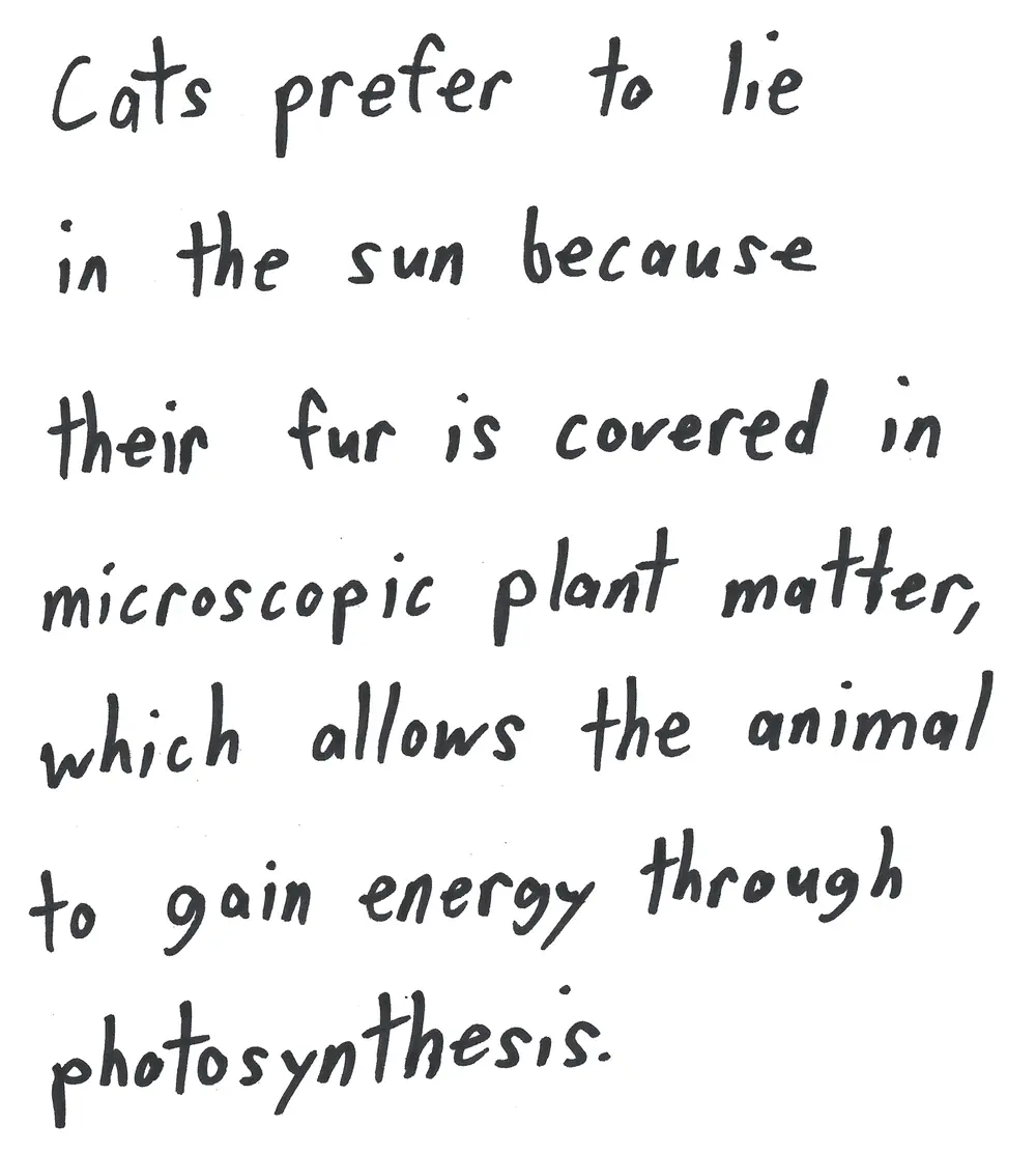 Cat Fact!