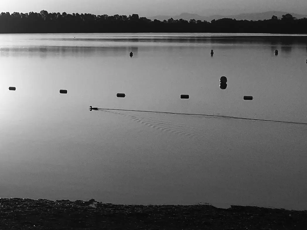 Monochrome daylight photography.
On the left, an off-camera sun as brilliantly silent as it is early in the morning.
...
A quack might be heard from the otherwise oiled surface of the lake.